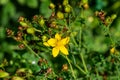 St. JohnÃ¢â¬Ës wort, Hypericum Forestii, Hypericum patulum var. Royalty Free Stock Photo